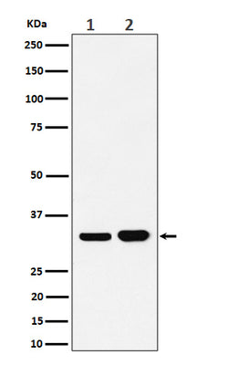 Anti-Bcl-XL Rabbit Monoclonal Antibody Boster Bio