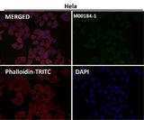 Anti-NCAM NCAM1 Rabbit Monoclonal Antibody Boster Bio