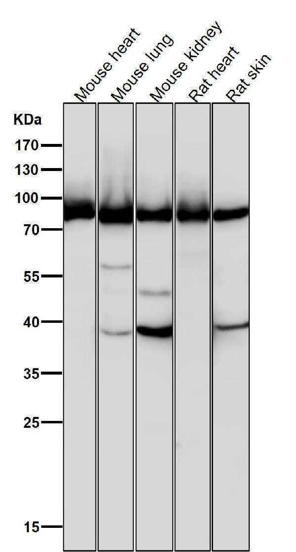 Anti-Argonaute 2 AGO2 Rabbit Monoclonal Antibody Boster Bio