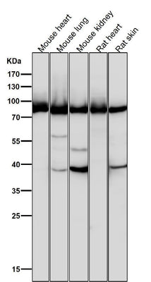 Anti-Argonaute 2 AGO2 Rabbit Monoclonal Antibody Boster Bio