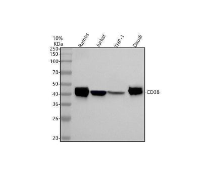 Anti-CD38 Rabbit Monoclonal Antibody Boster Bio