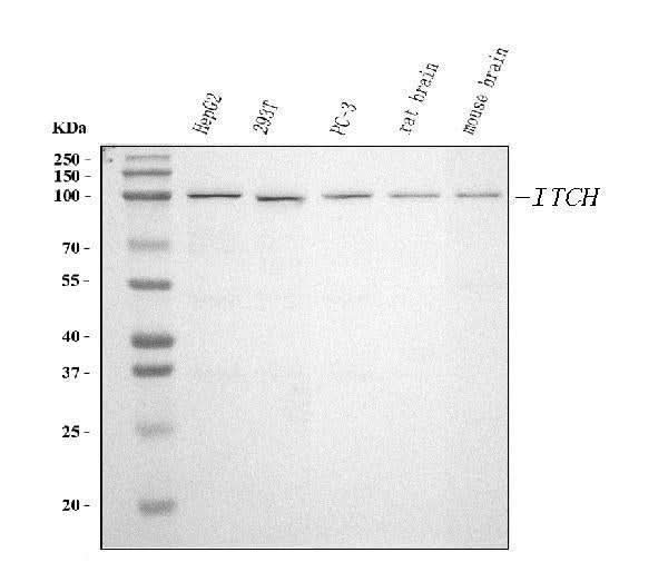Anti-ITCH/AIP4 Antibody Picoband® (monoclonal, 5E12 Boster Bio