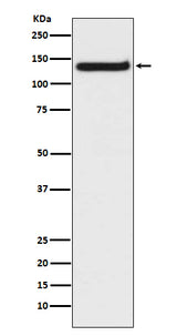 Anti-TLR9 Rabbit Monoclonal Antibody Boster Bio