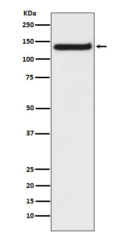 Anti-TLR9 Rabbit Monoclonal Antibody Boster Bio