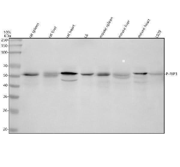 Anti-Phospho-RIP3 (S232) Rabbit Monoclonal Antibody Boster Bio