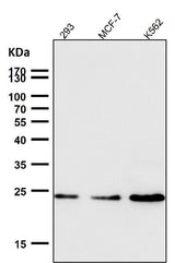 Anti-Ran Monoclonal Antibody Boster Bio