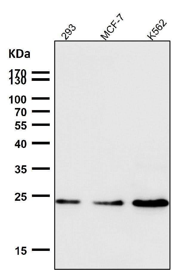 Anti-Ran Monoclonal Antibody Boster Bio