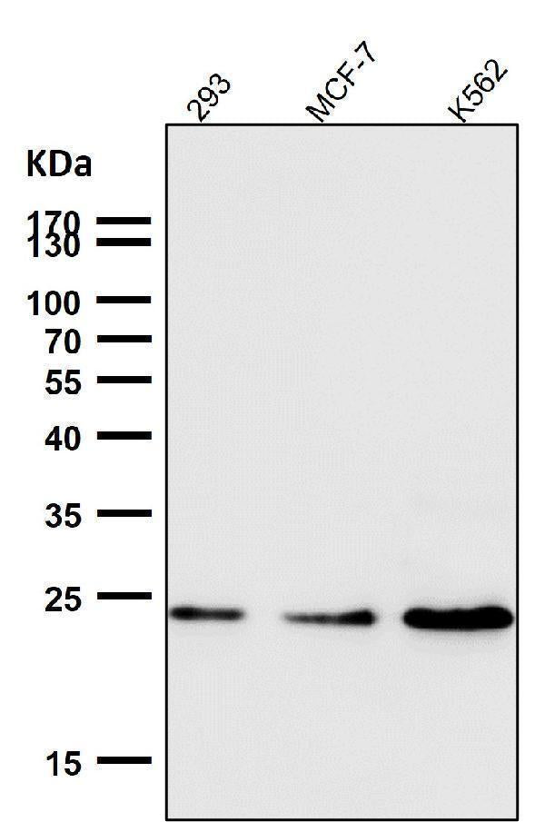 Anti-Ran Monoclonal Antibody Boster Bio