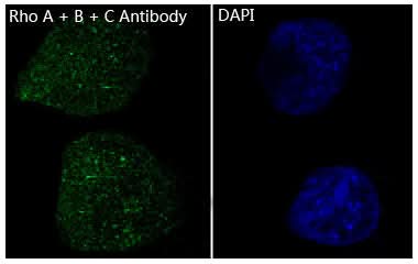 Anti-Rho A + B + C Rabbit Monoclonal Antibody Boster Bio