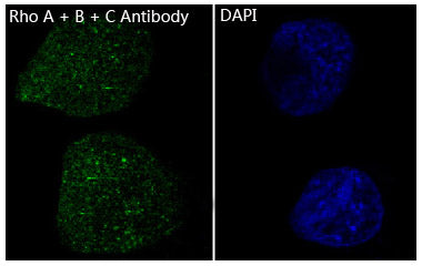 Anti-Rho A + B + C Rabbit Monoclonal Antibody Boster Bio
