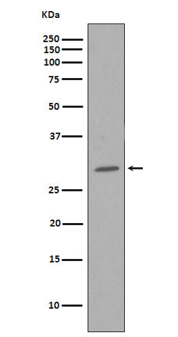 Anti-CDK1/Cdc2 Rabbit Monoclonal Antibody Boster Bio