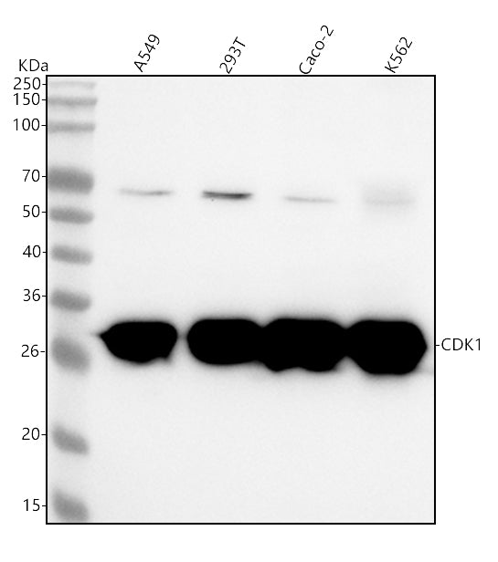 Anti-CDK1/Cdc2 Rabbit Monoclonal Antibody Boster Bio