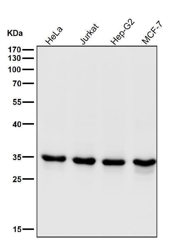 Anti-CDK1/Cdc2 Rabbit Monoclonal Antibody Boster Bio