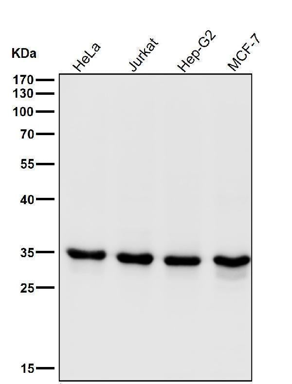 Anti-CDK1/Cdc2 Rabbit Monoclonal Antibody Boster Bio