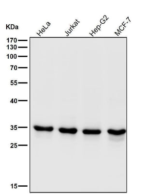 Anti-CDK1/Cdc2 Rabbit Monoclonal Antibody Boster Bio