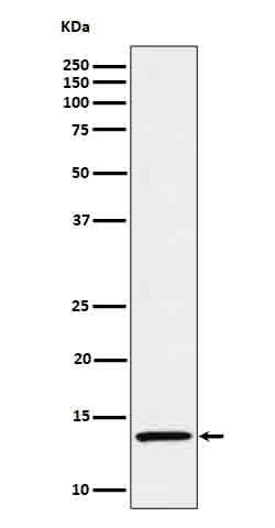 Anti-IL15 Rabbit Monoclonal Antibody Boster Bio