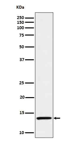 Anti-IL15 Rabbit Monoclonal Antibody Boster Bio