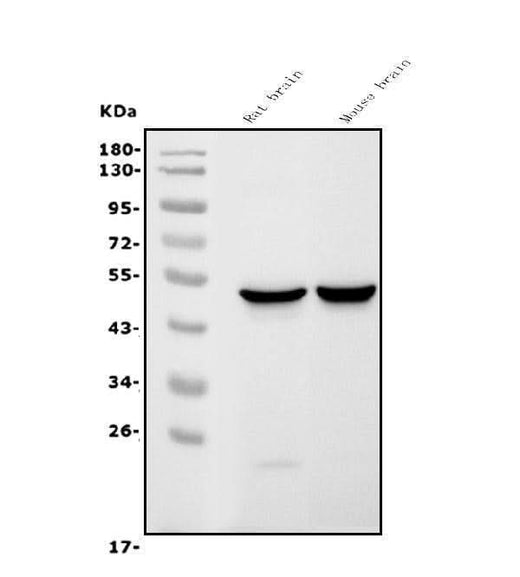 Anti-GFAP Antibody Picoband® (monoclonal, 3F2 Boster Bio