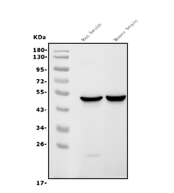 Anti-GFAP Antibody Picoband® (monoclonal, 3F2 Boster Bio