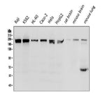 Anti-BRG1 SMARCA4 Antibody Picoband® (monoclonal, 3F4 Boster Bio