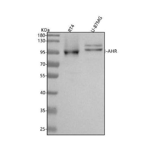 Anti-AhR Rabbit Monoclonal Antibody Boster Bio