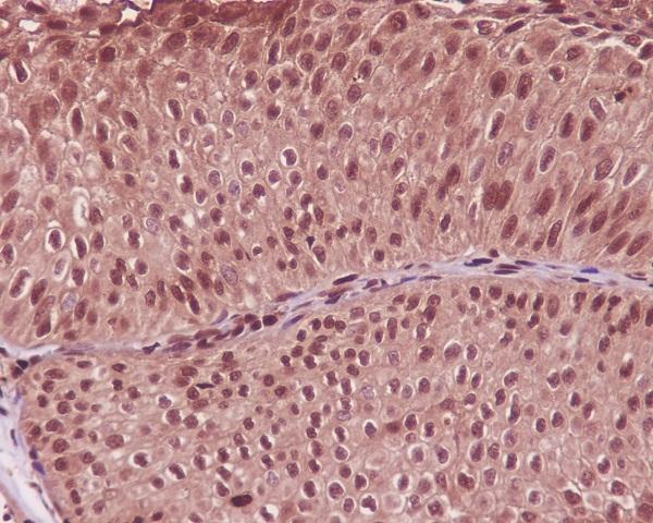 Anti-GAPDH Rabbit Monoclonal Antibody Boster Bio
