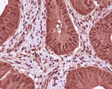Anti-GAPDH Mouse Monoclonal Antibody Boster Bio