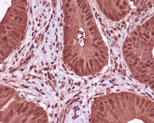 Anti-GAPDH Mouse Monoclonal Antibody Boster Bio