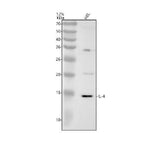 Anti-IL4 Rabbit Monoclonal Antibody Boster Bio