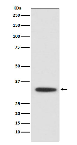 Anti-XBP1 Rabbit Monoclonal Antibody Boster Bio