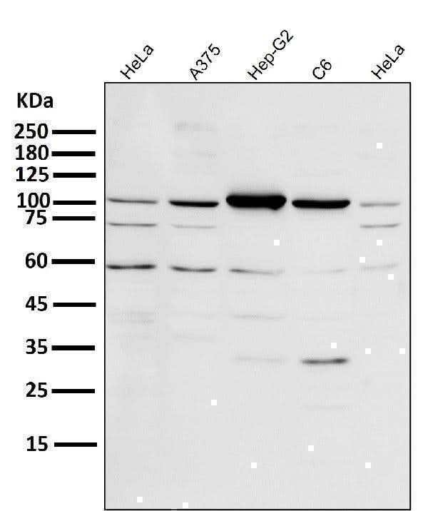 Anti-PGC1 alpha PPARGC1A Rabbit Monoclonal Antibody Boster Bio