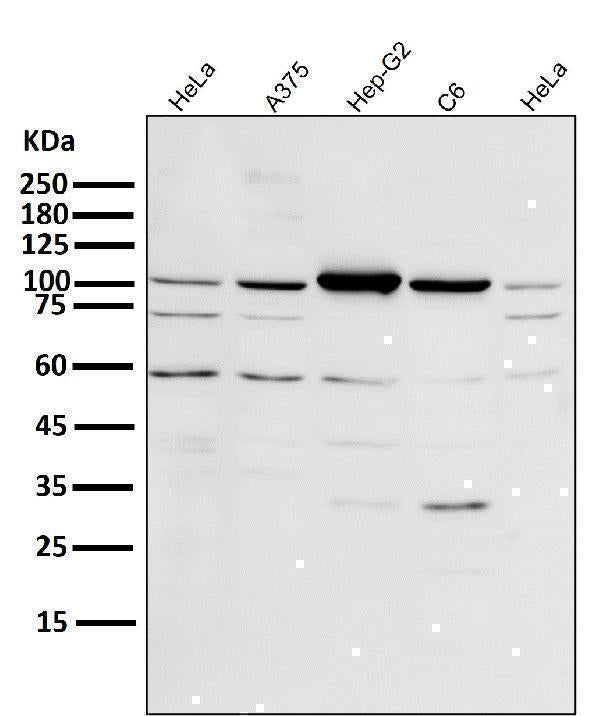 Anti-PGC1 alpha PPARGC1A Rabbit Monoclonal Antibody Boster Bio