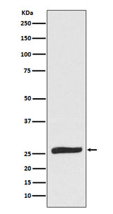 Anti-FADD Monoclonal Antibody Boster Bio