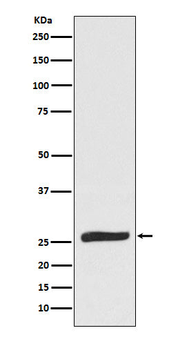 Anti-FADD Monoclonal Antibody Boster Bio