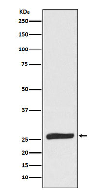 Anti-FADD Monoclonal Antibody Boster Bio