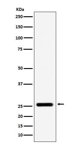 Anti-FADD Monoclonal Antibody Boster Bio