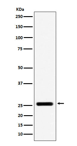 Anti-FADD Monoclonal Antibody Boster Bio