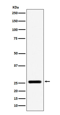 Anti-FADD Monoclonal Antibody Boster Bio