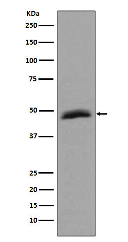 Anti-Aurora A AURKA Rabbit Monoclonal Antibody Boster Bio