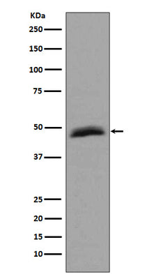 Anti-Aurora A AURKA Rabbit Monoclonal Antibody Boster Bio