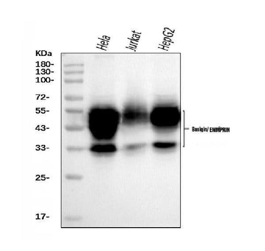 Anti-CD147/Emmprin Antibody Picoband® (monoclonal, 7H5E7 Boster Bio