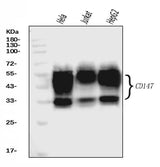 Anti-CD147/Emmprin Antibody Picoband® (monoclonal, 6H2B2 Boster Bio