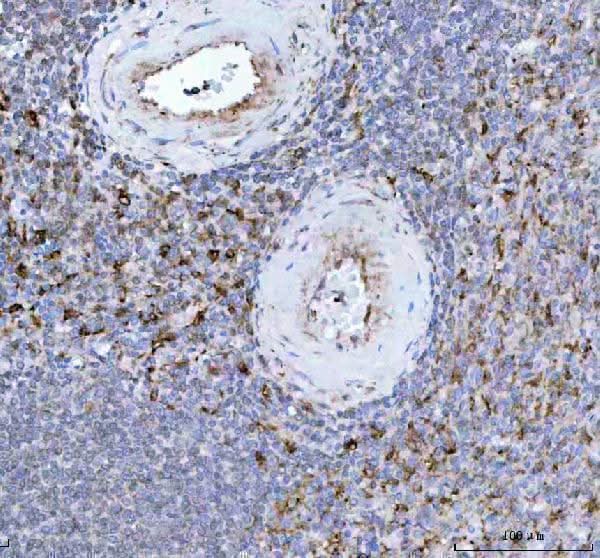 Anti-Heme Oxygenase 1 HMOX1 Rabbit Monoclonal Antibody Boster Bio