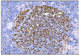 Anti-Ki67 Antibody (monoclonal, 5E12 Boster Bio