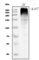 Anti-Ki67 Antibody Picoband® (monoclonal, 5C7 Boster Bio