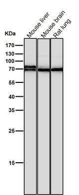 Anti-BMAL1 Rabbit Monoclonal Antibody Boster Bio