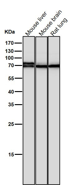 Anti-BMAL1 Rabbit Monoclonal Antibody Boster Bio