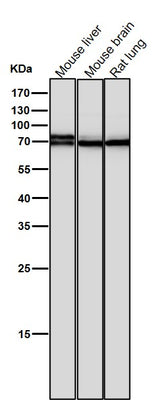 Anti-BMAL1 Rabbit Monoclonal Antibody Boster Bio