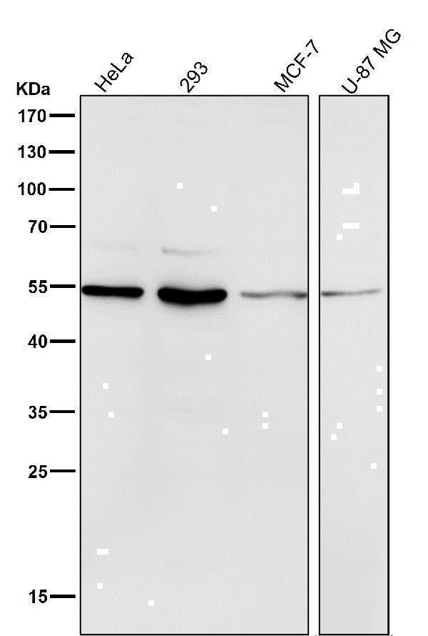 Anti-MiTF Rabbit Monoclonal Antibody Boster Bio