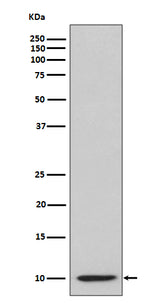 Anti-IP10 CXCL10 Rabbit Monoclonal Antibody Boster Bio
